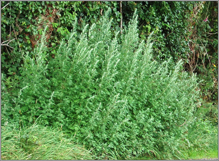 Mugwort, Artemisia vulgaris, Mongach meisce