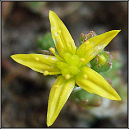 Biting Stonecrop, Sedum acre, Grafn na gcloch