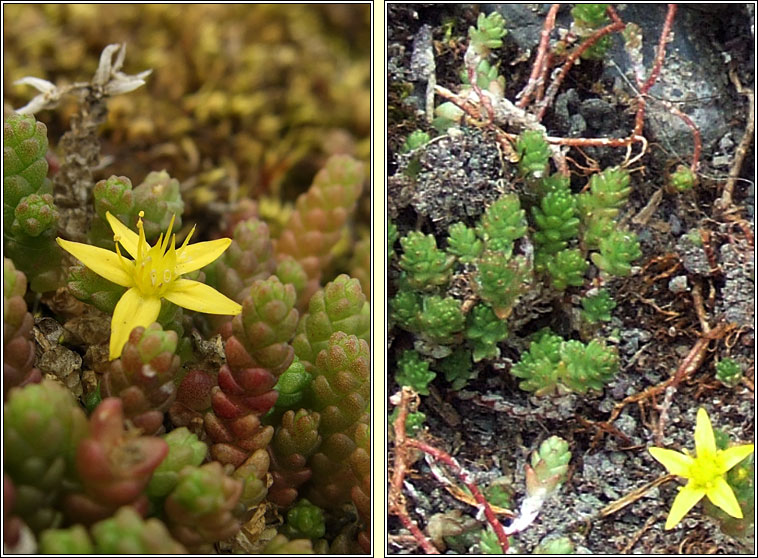 Biting Stonecrop, Sedum acre, Grafn na gcloch