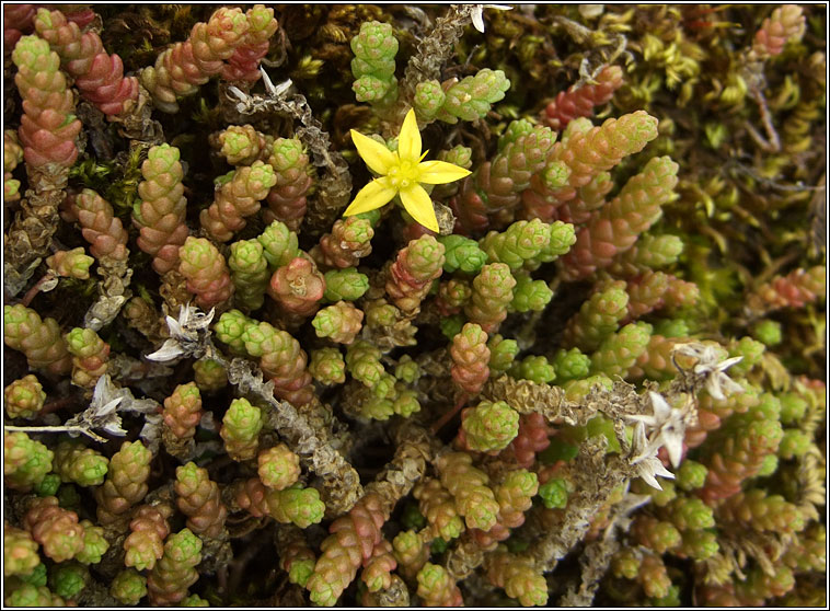 Biting Stonecrop, Sedum acre, Grafn na gcloch