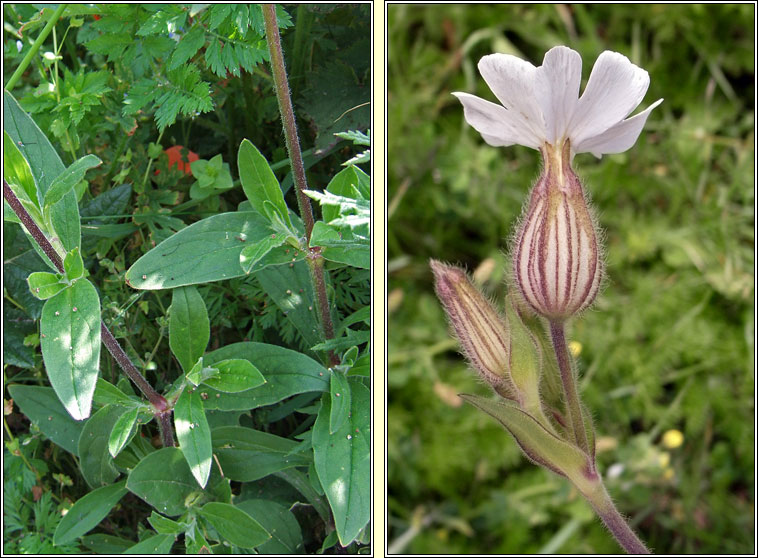 White Campion, Silene latifolia, Coiren bn