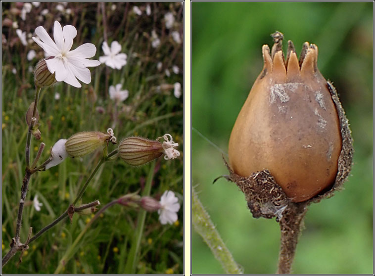 White Campion, Silene latifolia, Coiren bn