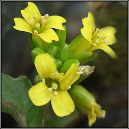 Medium-flowered Wintercress, Barbarea intermedia, Treabhach menach