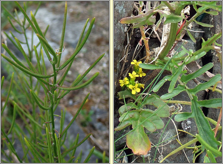 Medium-flowered Wintercress, Barbarea intermedia, Treabhach menach