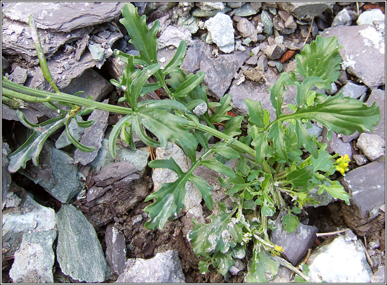 Medium-flowered Wintercress, Barbarea intermedia, Treabhach menach