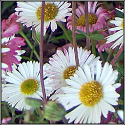 Mexican Fleabane, Erigeron karvinskianus, Ninn balla