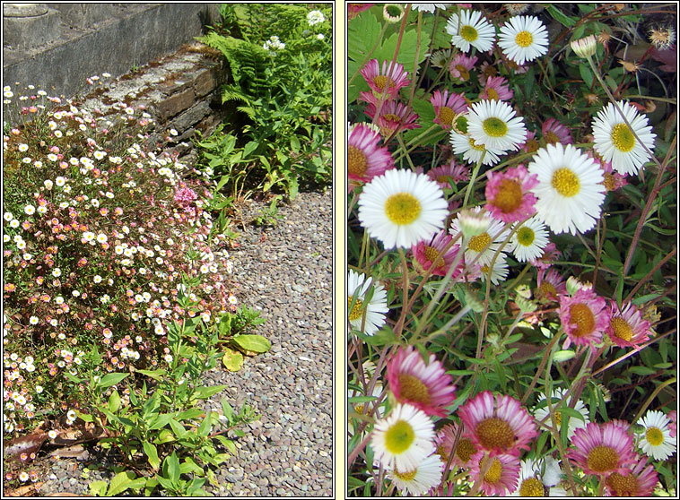 Mexican Fleabane, Erigeron karvinskianus, Ninn balla