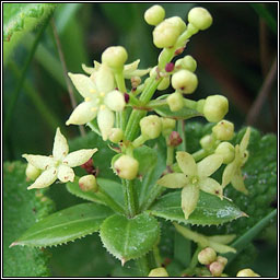 Wild Madder, Rubia peregrina, Garbhlus na Boirne