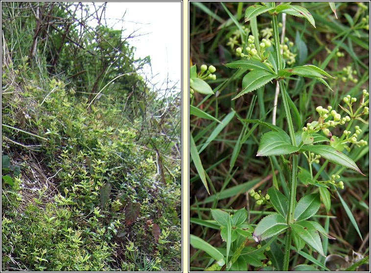 Wild Madder, Rubia peregrina, Garbhlus na Boirne