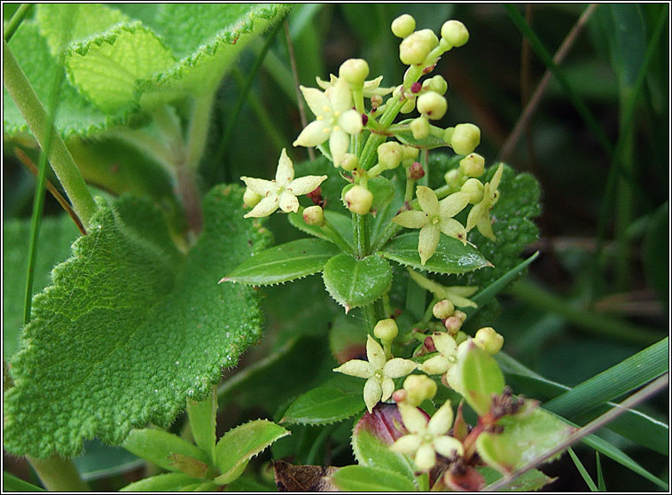 Wild Madder, Rubia peregrina, Garbhlus na Boirne