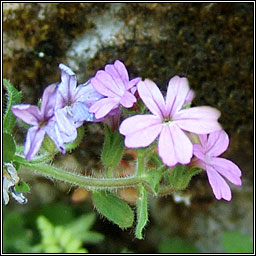 Fairy Foxglove, Erinus alpinus, Mirn s