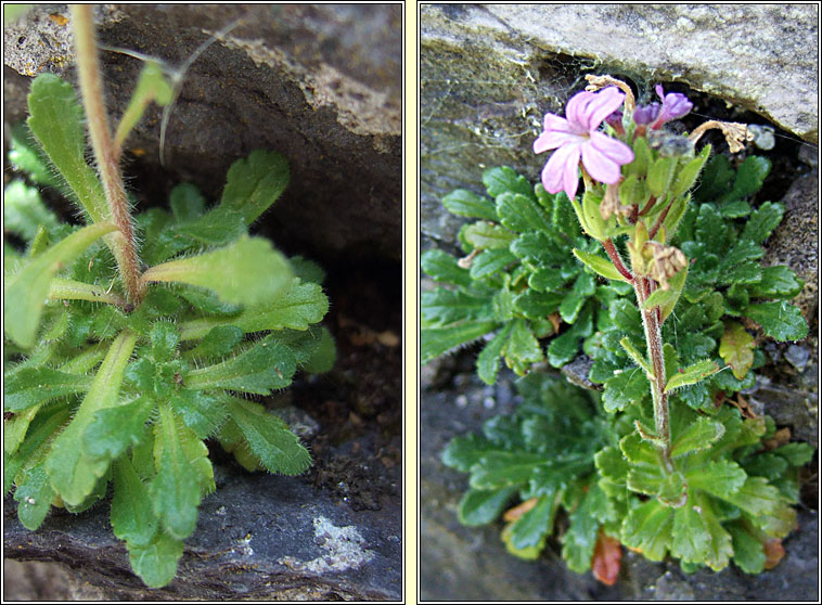 Fairy Foxglove, Erinus alpinus, Mirn s