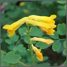 Yellow Corydalis, Pseudofumaria lutea, Giodairiam bu