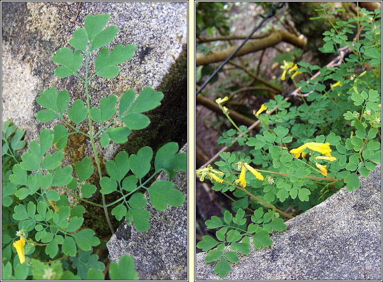 Yellow Corydalis, Pseudofumaria lutea, Giodairiam bu