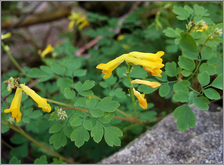 Yellow Corydalis, Pseudofumaria lutea, Giodairiam bu