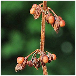 Wood Dock, Rumex sanguineus, Copg choille