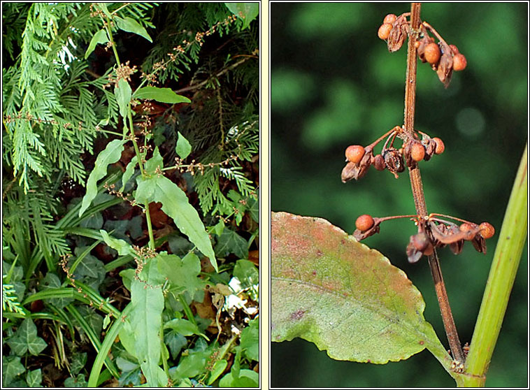 Wood Dock, Rumex sanguineus, Copg choille