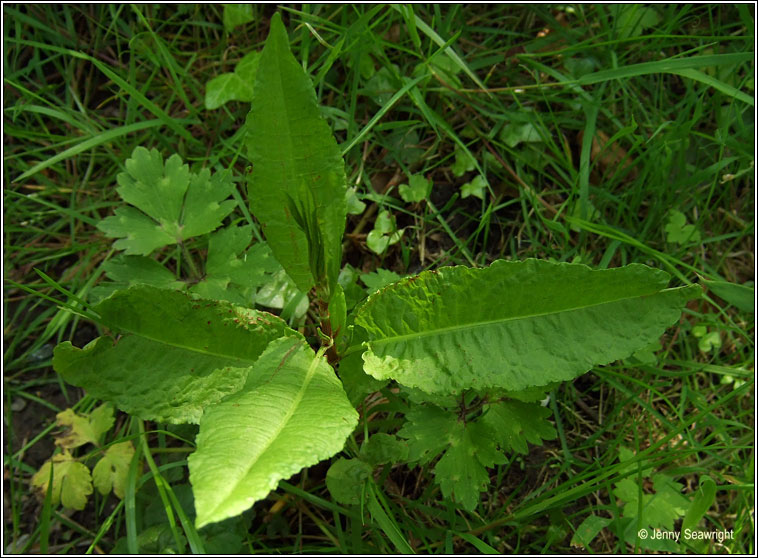 Wood Dock, Rumex sanguineus, Copg choille