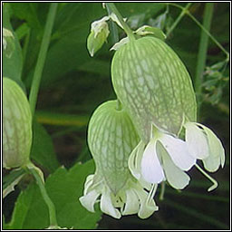 Bladder Campion, Silene vulgaris, Coiren na gcuach