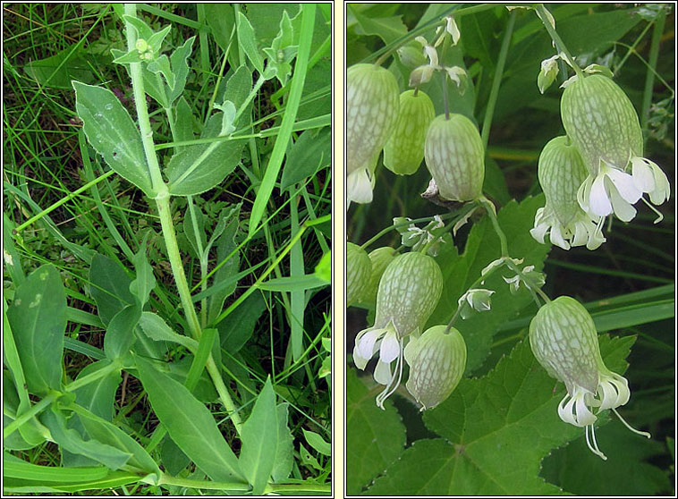 Bladder Campion, Silene vulgaris, Coiren na gcuach