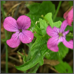 Honesty, Lunaria annua, Lus na geala