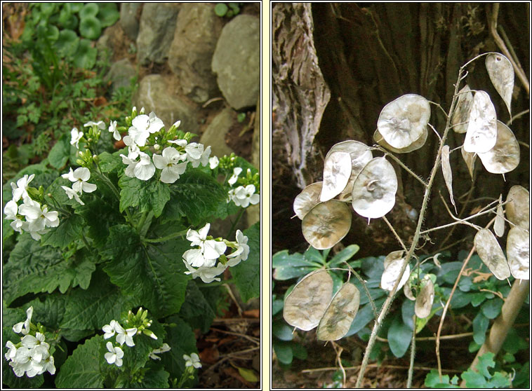 Honesty, Lunaria annua, Lus na geala