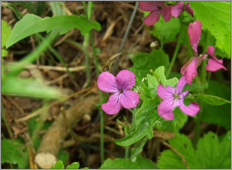 Honesty, Lunaria annua, Lus na geala