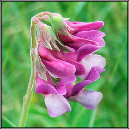 Sea Pea, Lathyrus japonicus, Peasairn tr