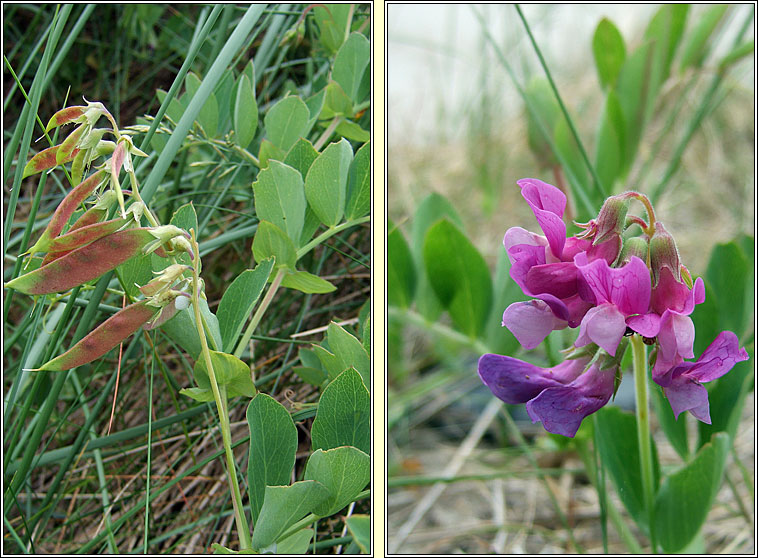 Sea Pea, Lathyrus japonicus, Peasairn tr