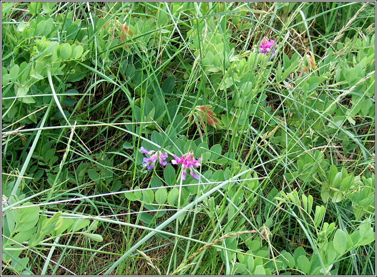 Sea Pea, Lathyrus japonicus, Peasairn tr