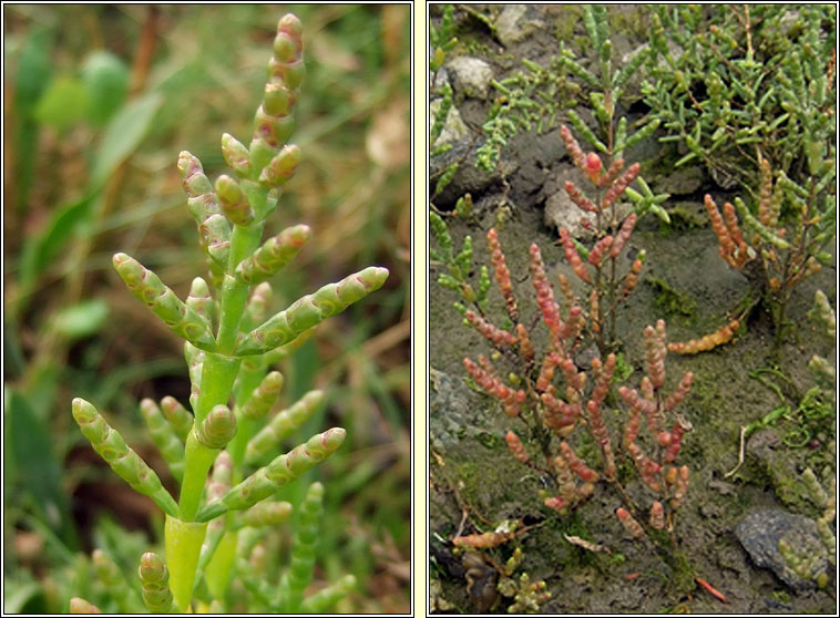 Glasswort, Salicornia agg, Lus na gloine