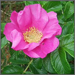 Japanese Rose, Rosa rugosa, Rós rúscach