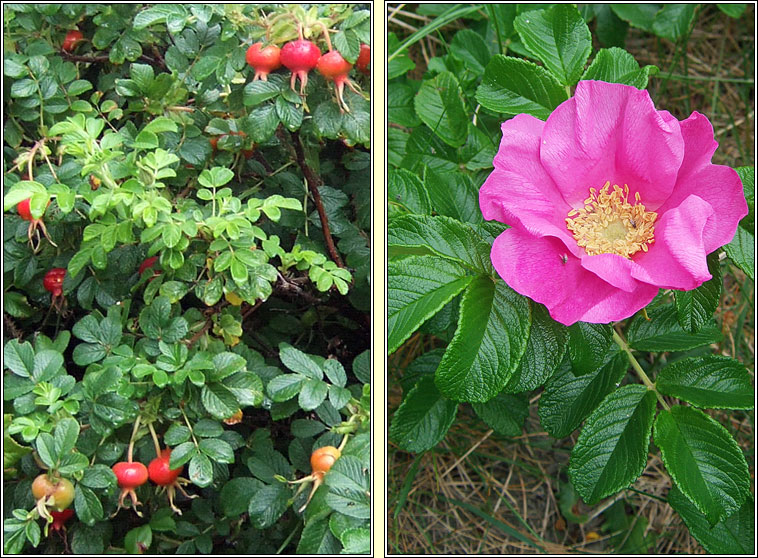 Japanese Rose, Rosa rugosa, Rós rúscach