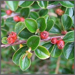 Wall Cotoneaster, Cotoneaster horizontalis, Cainchn balla