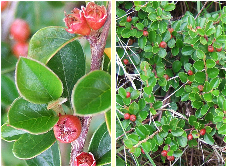 Wall Cotoneaster, Cotoneaster horizontalis, Cainchn balla