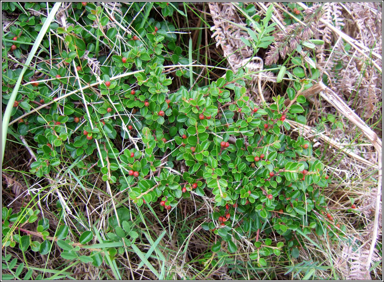 Wall Cotoneaster, Cotoneaster horizontalis, Cainchn balla