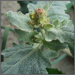 Frosted Orache, Atriplex laciniata, Eilifleog phlrach