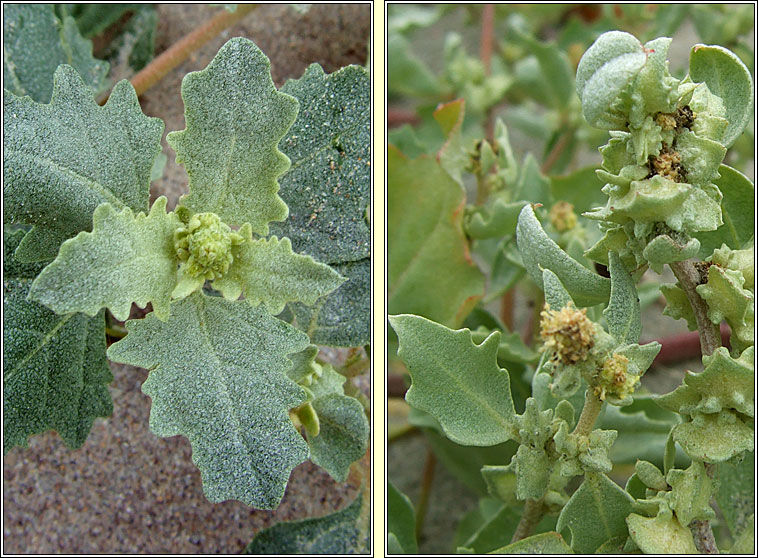 Frosted Orache, Atriplex laciniata, Eilifleog phlrach