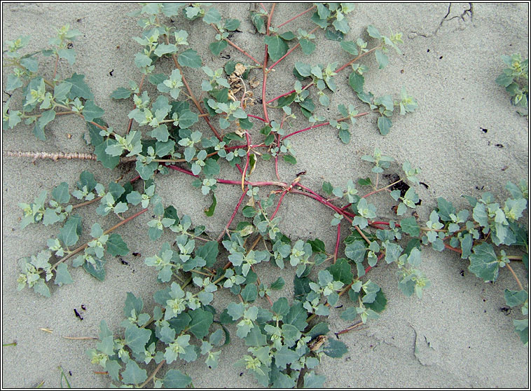 Frosted Orache, Atriplex laciniata, Eilifleog phlrach