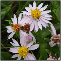 Sea Aster, Tripolium pannonicum, Luibh bhline