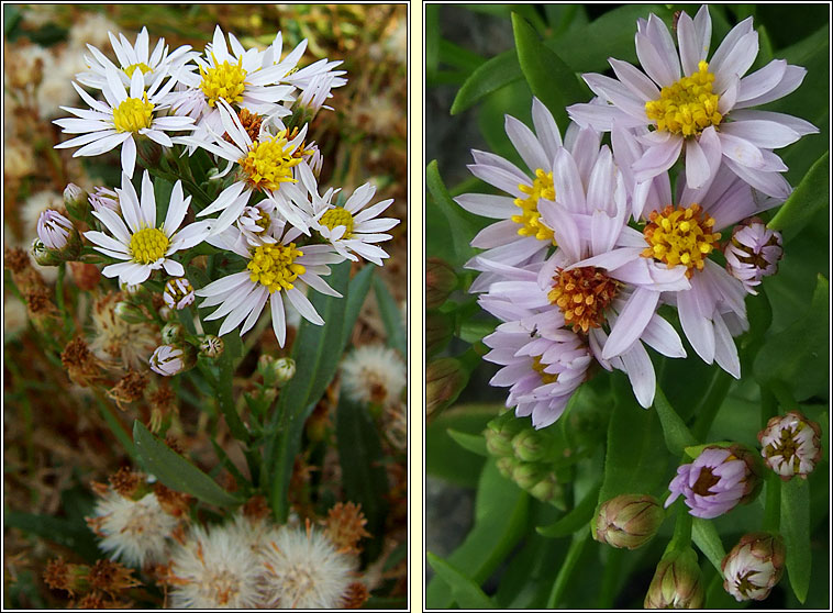 Sea Aster, Tripolium pannonicum, Luibh bhline