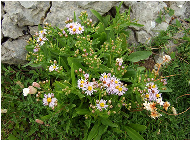 Sea Aster, Tripolium pannonicum, Luibh bhline