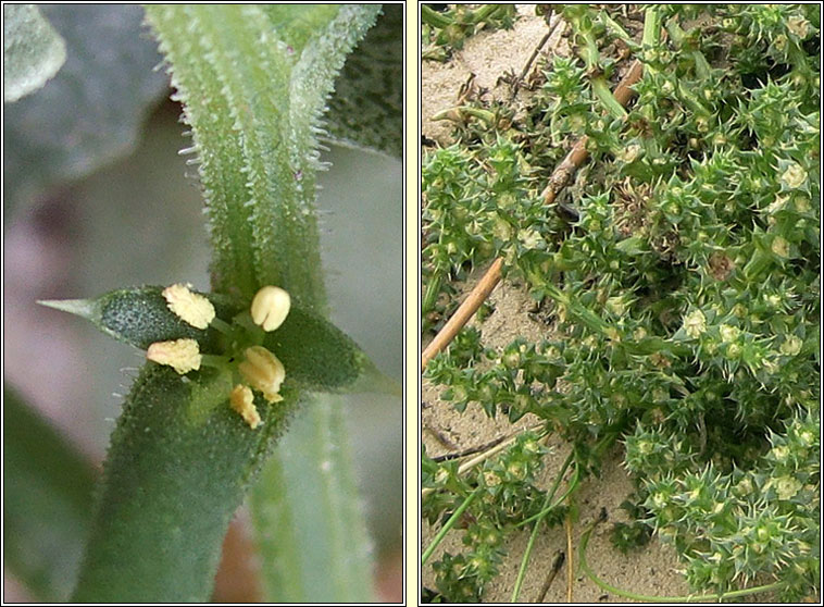 Prickly Saltwort, Salsola kali, Lus an tsalainn