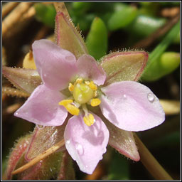 Rock sea-spurrey, Spergularia rupicola, Cabris na gcloch