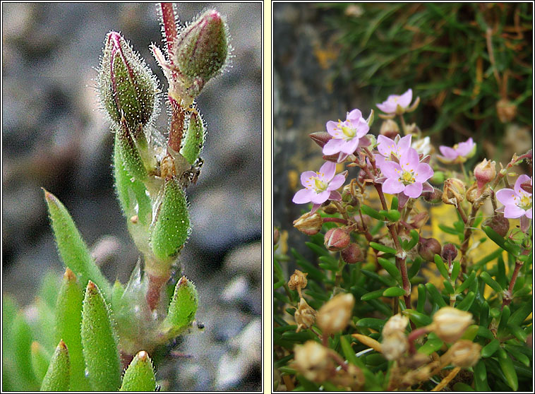 Rock sea-spurrey, Spergularia rupicola, Cabris na gcloch