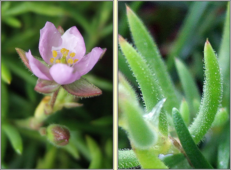 Rock sea-spurrey, Spergularia rupicola, Cabris na gcloch