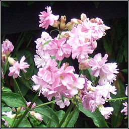 Soapwort, Saponaria officinalis, Garbhn creagach