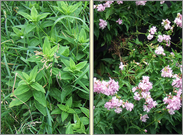 Soapwort, Saponaria officinalis, Garbhn creagach