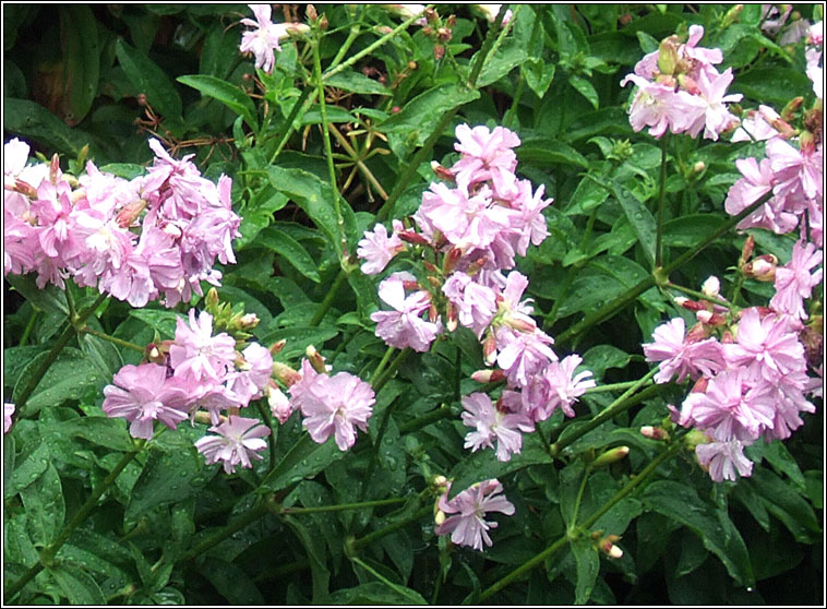 Soapwort, Saponaria officinalis, Garbhn creagach