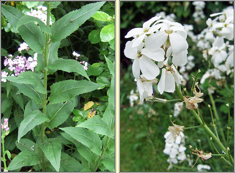 Dame's-violet, Hesperis matronalis, Feascarlus